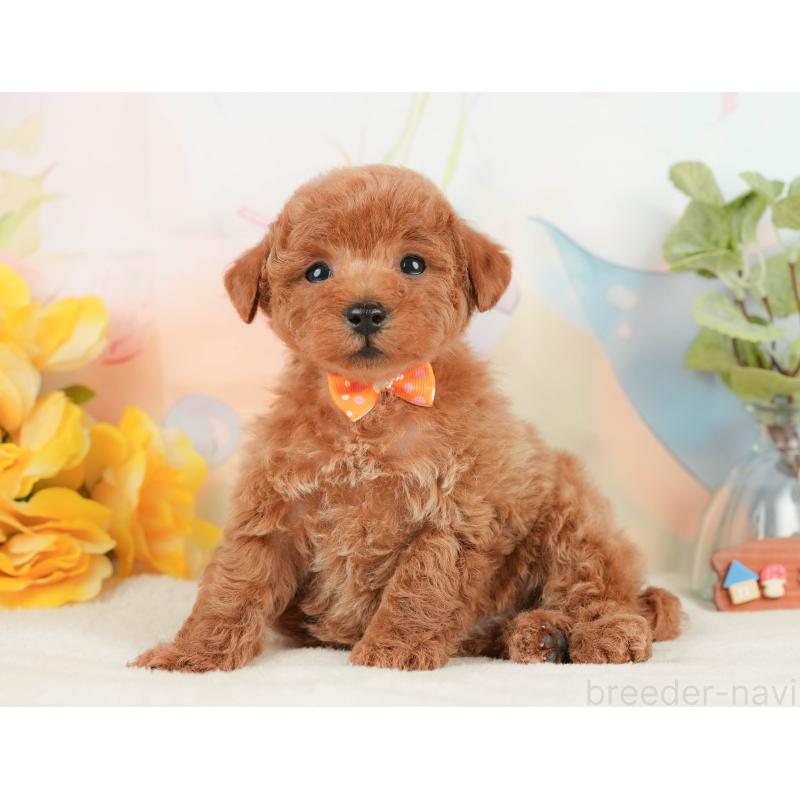 販売中の静岡県のトイプードル-430056の10枚目