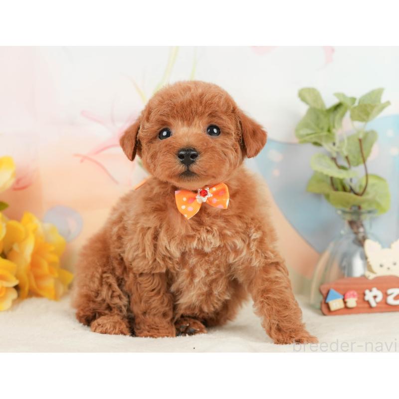 販売中の静岡県のトイプードル-430056の9枚目