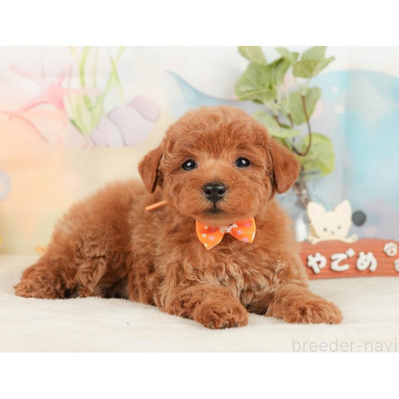 販売中の静岡県のトイプードル-430056の8枚目