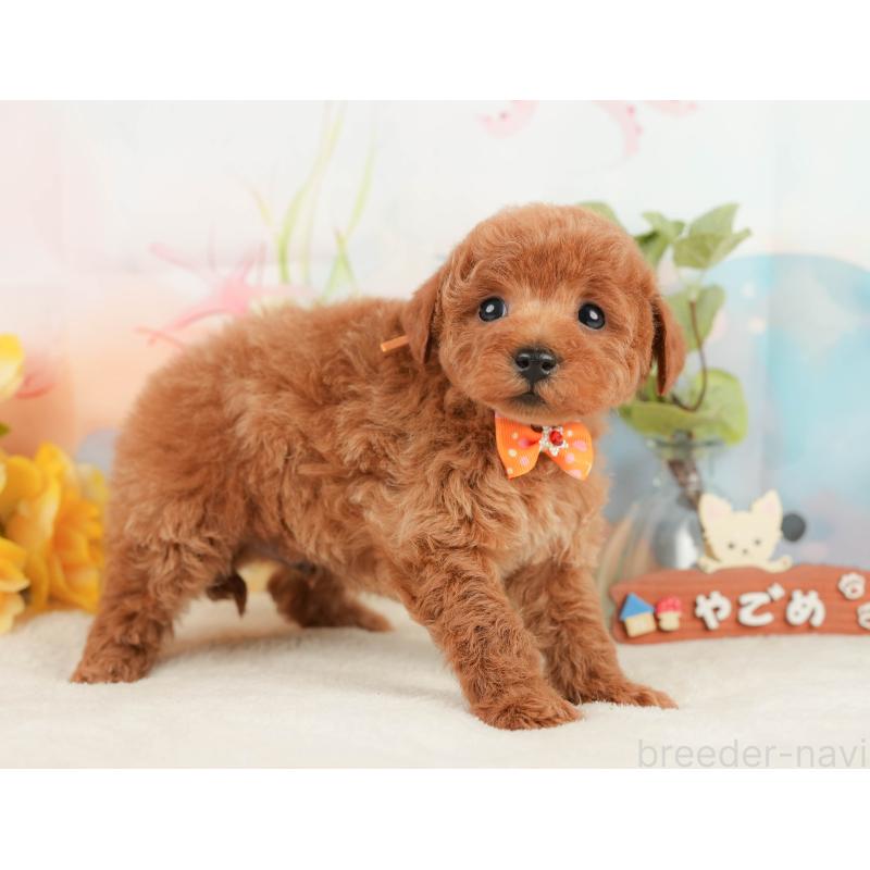 販売中の静岡県のトイプードル-430056の7枚目