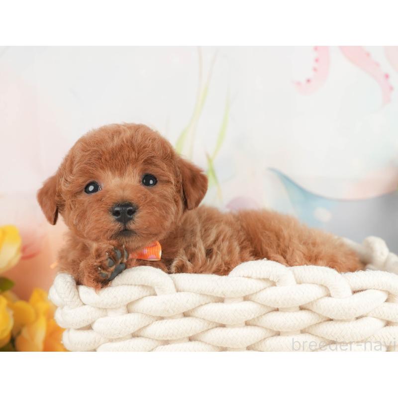 販売中の静岡県のトイプードル-430056の6枚目