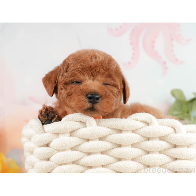 販売中の静岡県のトイプードル-430056の5枚目