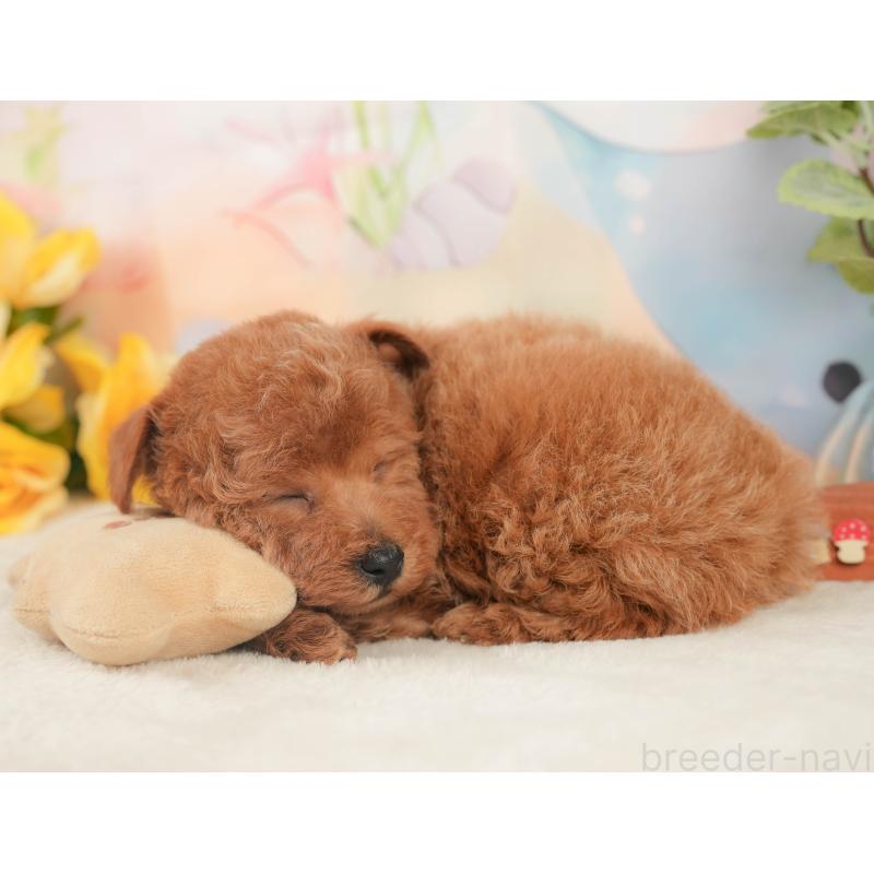 販売中の静岡県のトイプードル-430056の4枚目