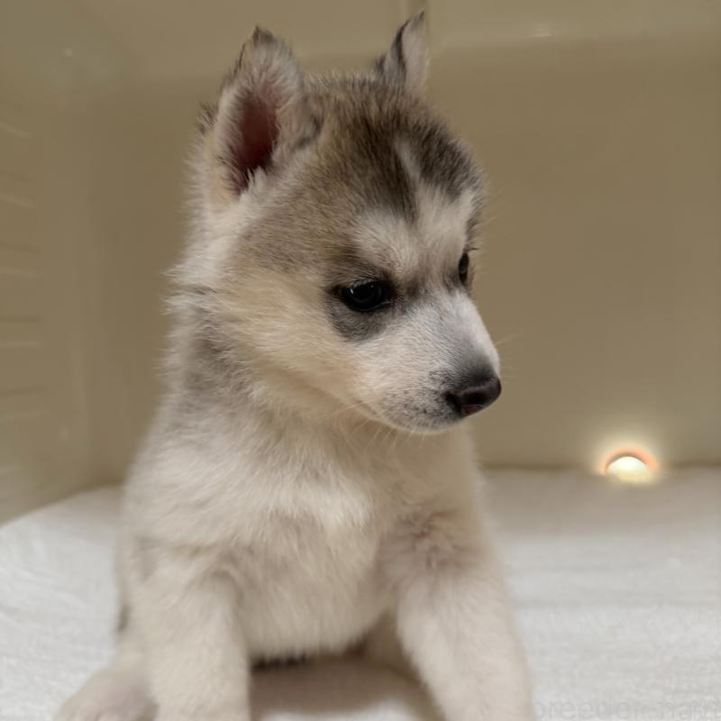 販売中の三重県のシベリアンハスキー-429957の5枚目