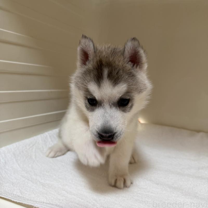 販売中の三重県のシベリアンハスキー-429957の1枚目