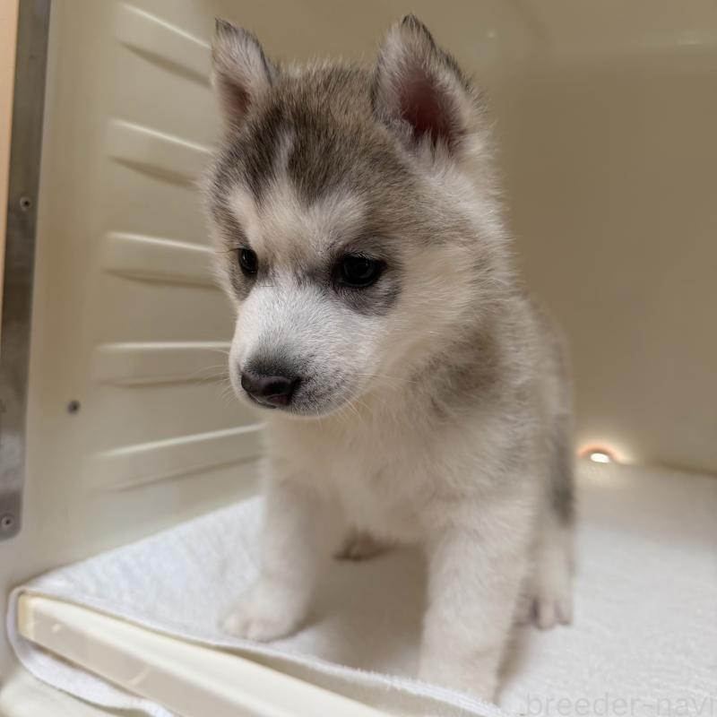 販売中の三重県のシベリアンハスキー-429957の3枚目