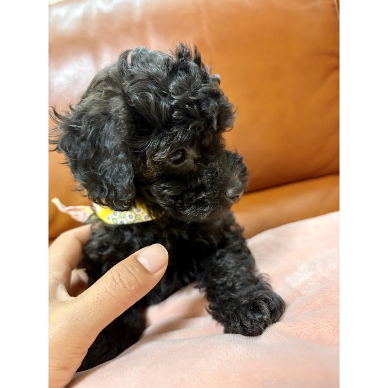 販売中の福岡県のタイニープードル-429959の8枚目