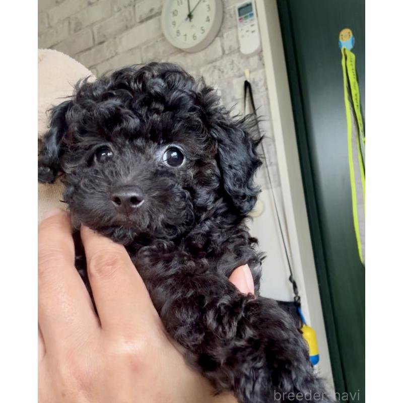 販売中の福岡県のタイニープードル-429959の7枚目