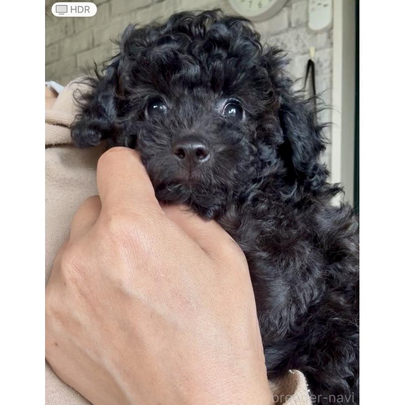 販売中の福岡県のタイニープードル-429959の6枚目