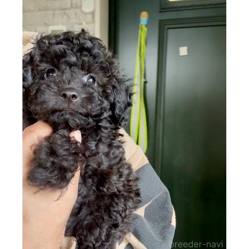 販売中の福岡県のタイニープードル-429959の5枚目
