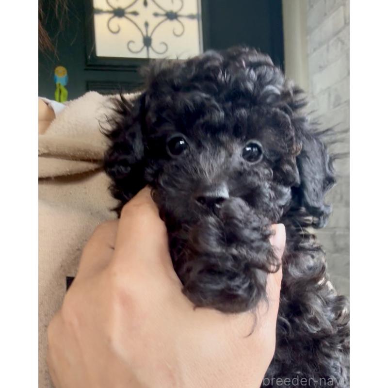 販売中の福岡県のタイニープードル-429959の4枚目