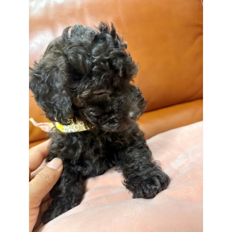 販売中の福岡県のタイニープードル-429959の3枚目