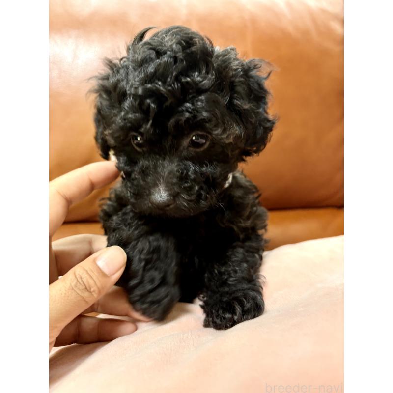 販売中の福岡県のタイニープードル-429959の2枚目