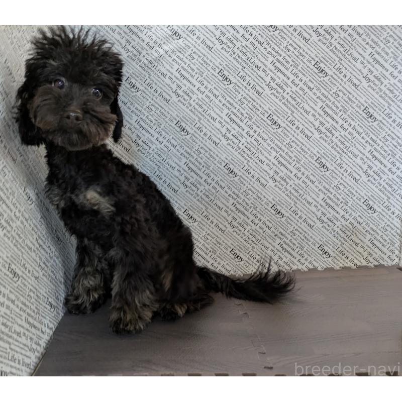 販売中の茨城県のタイニープードル-414537