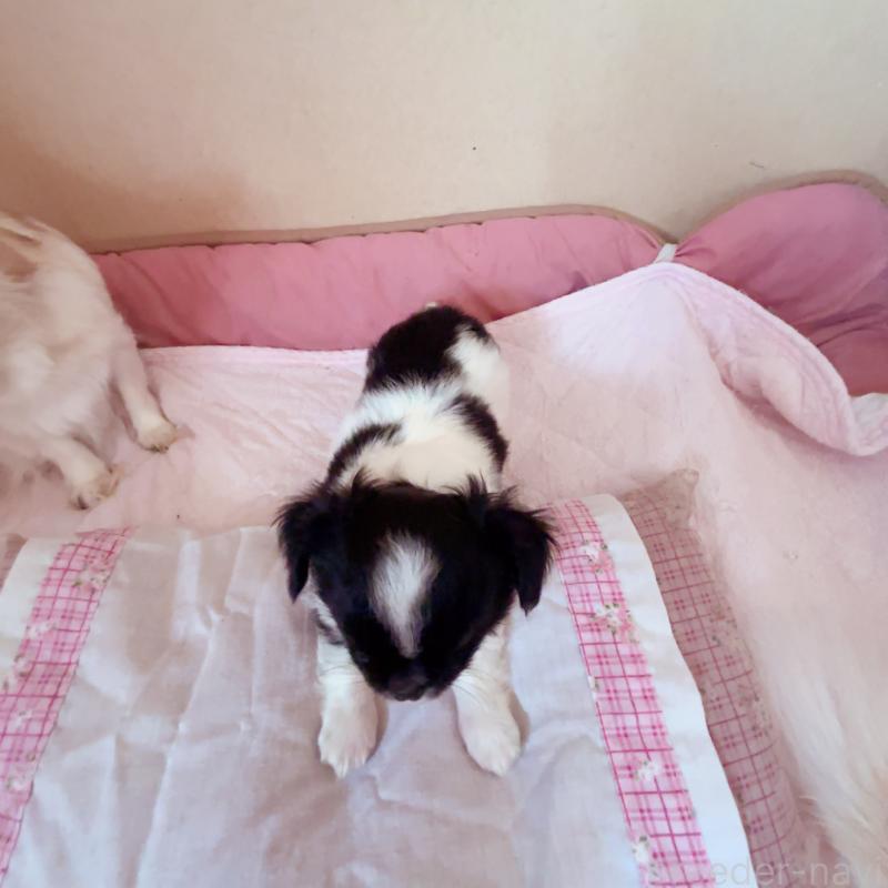 成約済の香川県のチワワ(ロングコート)-429836の6枚目