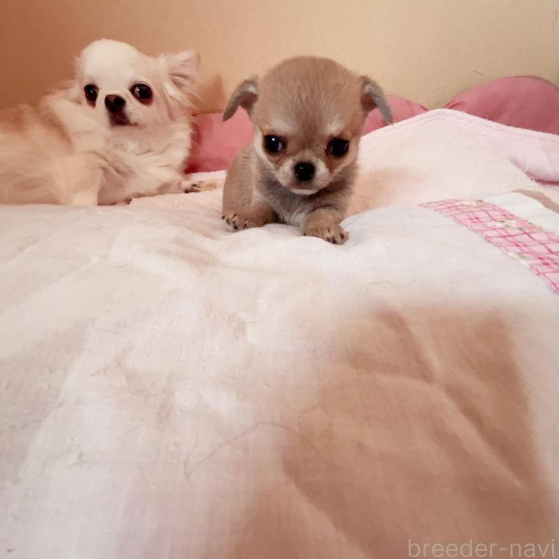 販売中の香川県のチワワ(スムースコート)-429835の3枚目