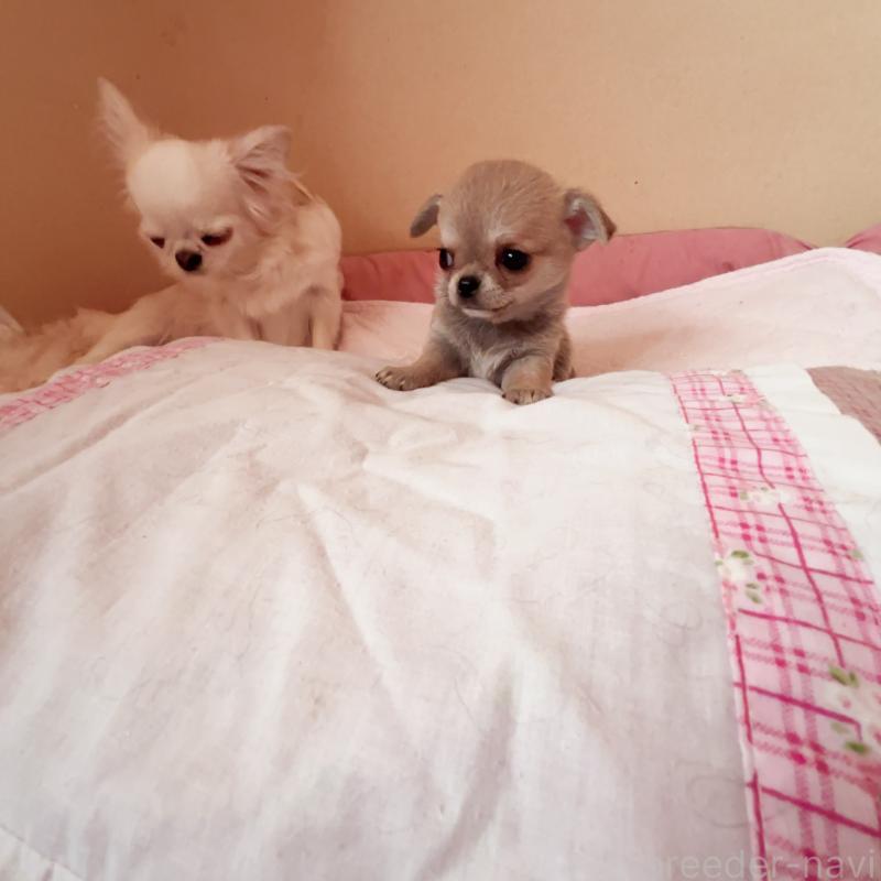 販売中の香川県のチワワ(スムースコート)-429835の2枚目