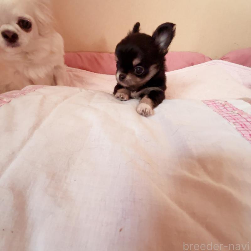 成約済の香川県のチワワ(ロングコート)-429833の11枚目