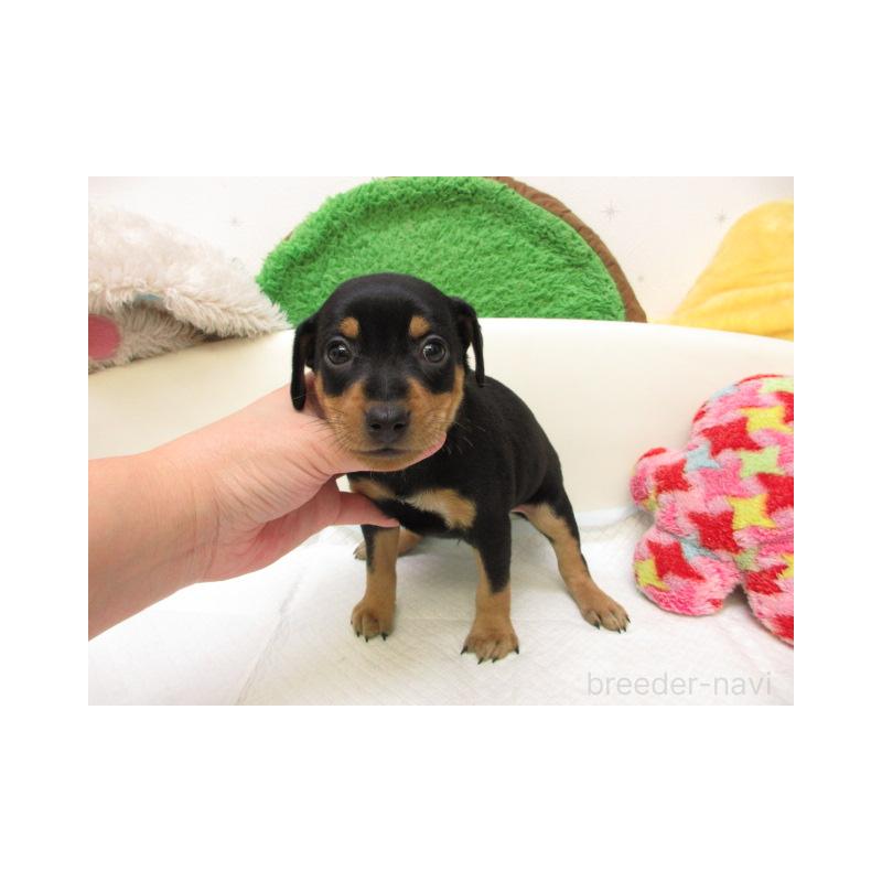 販売中の大阪府のミニチュアピンシャー(ミニピン)-429958の2枚目