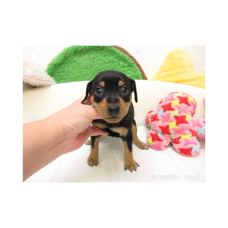 販売中の大阪府のミニチュアピンシャー(ミニピン)-429958の1枚目