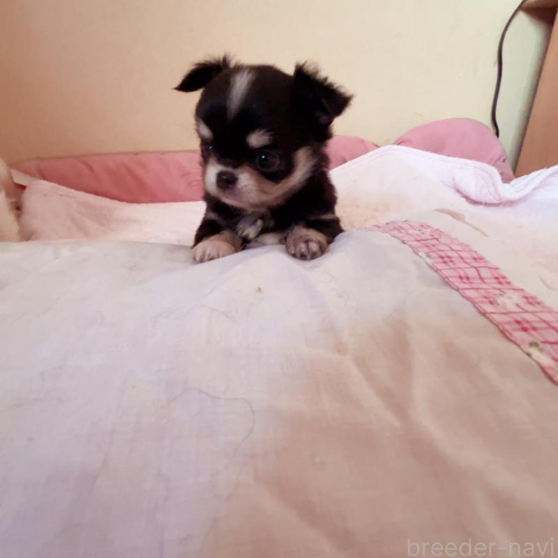 成約済の香川県のチワワ(ロングコート)-429830の15枚目