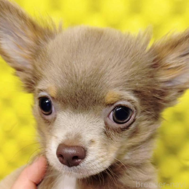 販売中の大阪府のチワワ(ロングコート)-429961の1枚目