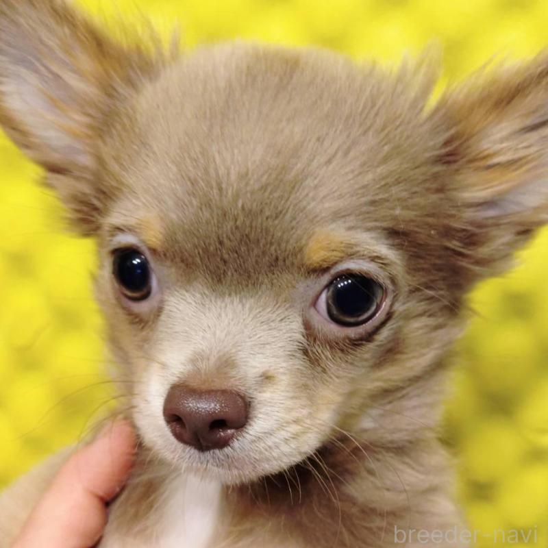 販売中の大阪府のチワワ(ロングコート)-429961の4枚目