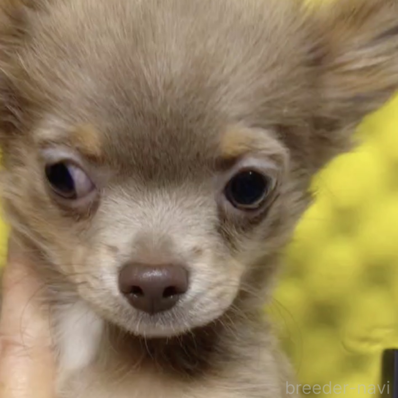 販売中の大阪府のチワワ(ロングコート)-429961の3枚目