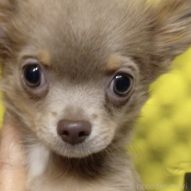 販売中の大阪府のチワワ(ロングコート)-429961の2枚目