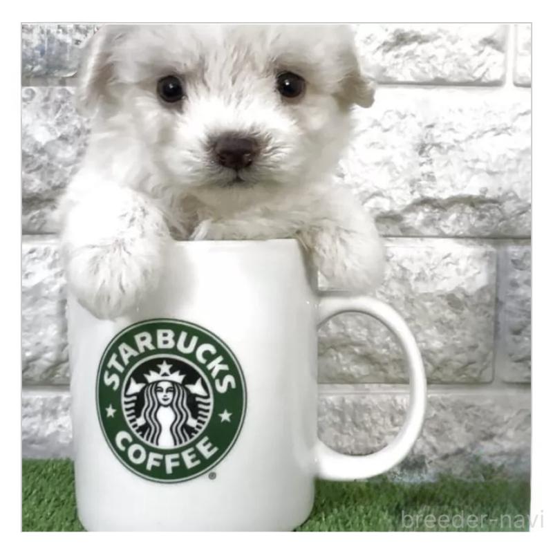 販売中の埼玉県のビションフリーゼ-429963