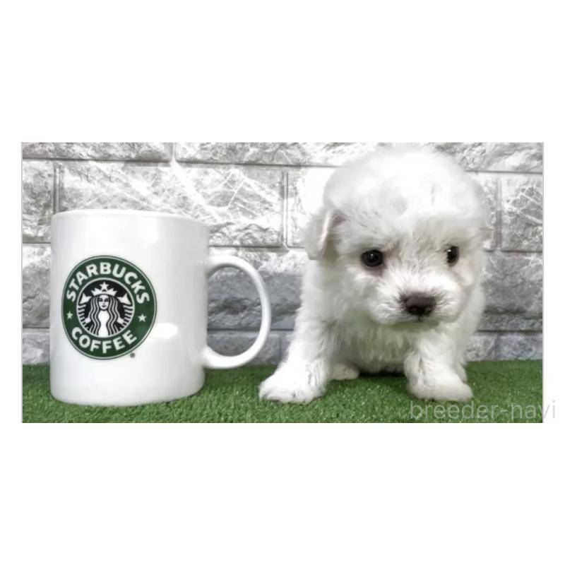 販売中の埼玉県のビションフリーゼ-429963の2枚目