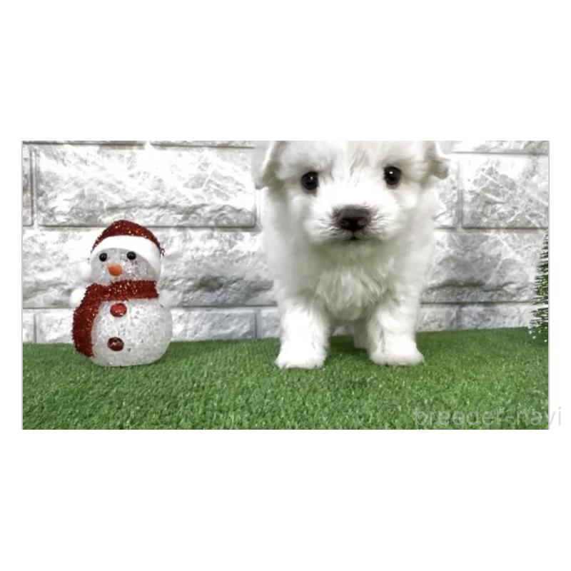 販売中の埼玉県のビションフリーゼ-429963の3枚目