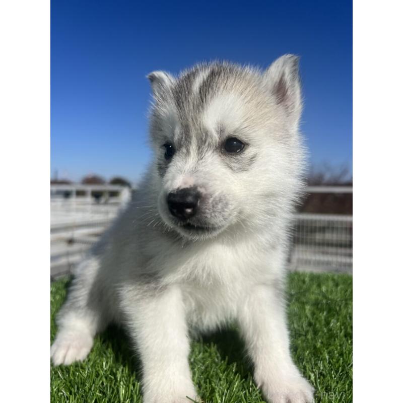 販売中の埼玉県のシベリアンハスキー-429965の4枚目