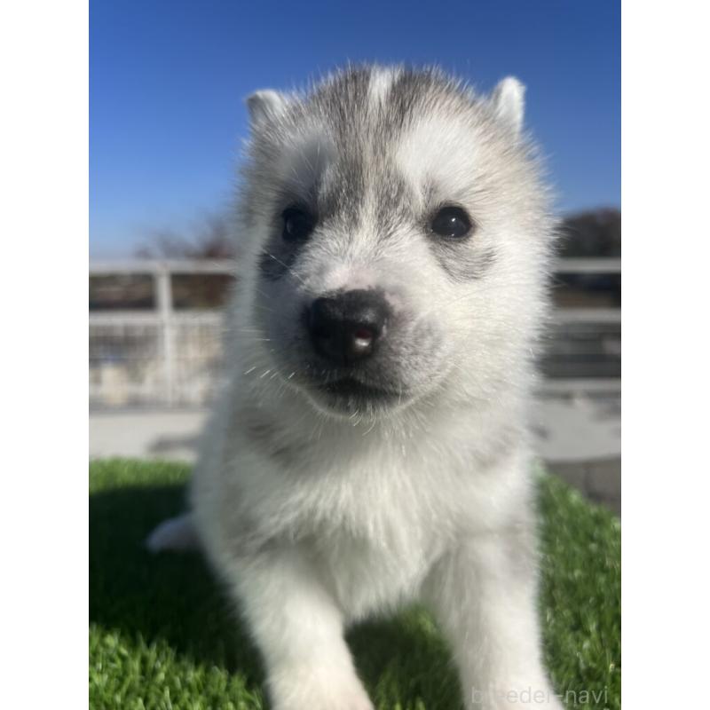 販売中の埼玉県のシベリアンハスキー-429965の3枚目