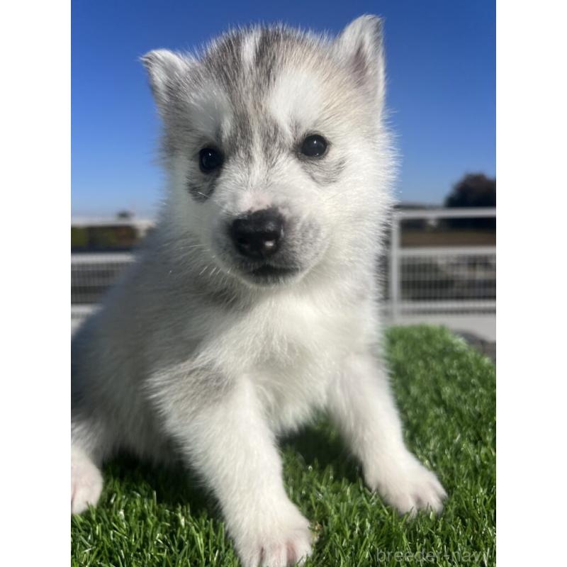 販売中の埼玉県のシベリアンハスキー-429965の2枚目