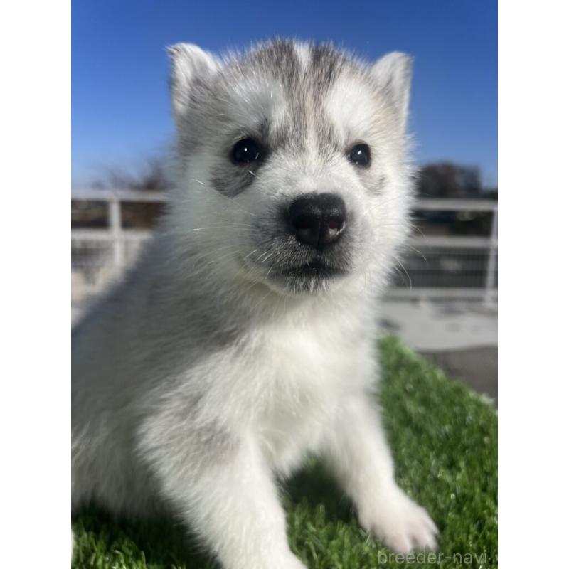 販売中の埼玉県のシベリアンハスキー-429965の1枚目