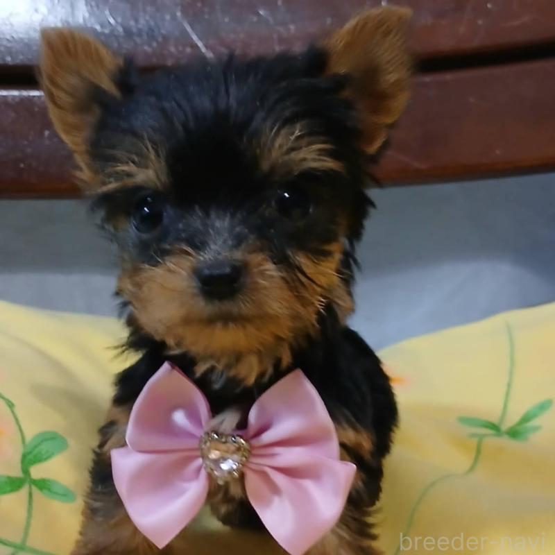 販売中の京都府のヨークシャーテリア-429967の1枚目