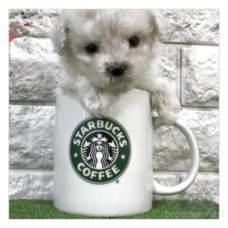 販売中の埼玉県のビションフリーゼ-429966の1枚目