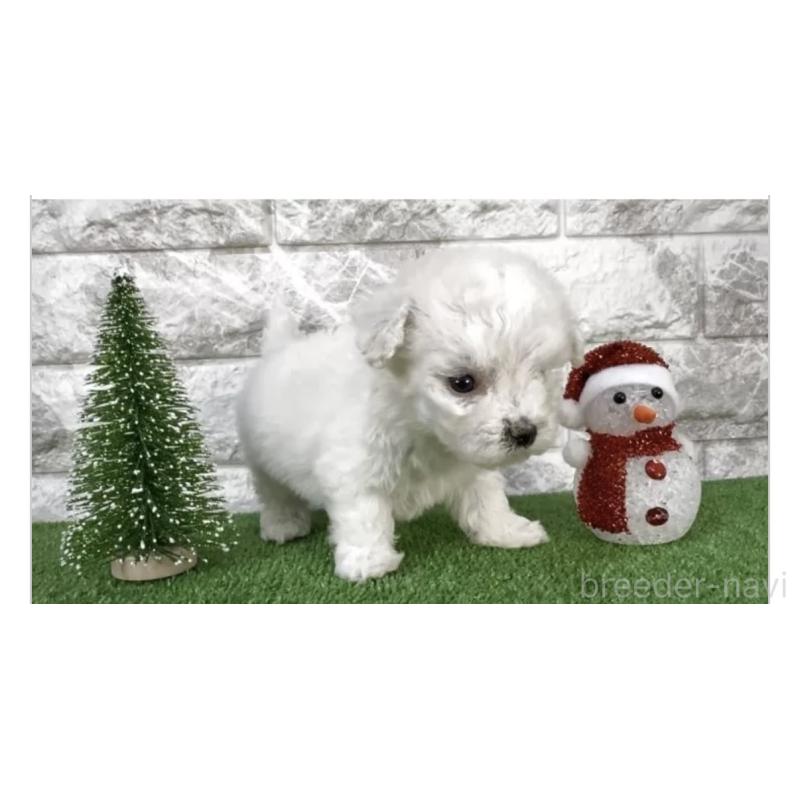 販売中の埼玉県のビションフリーゼ-429966の3枚目