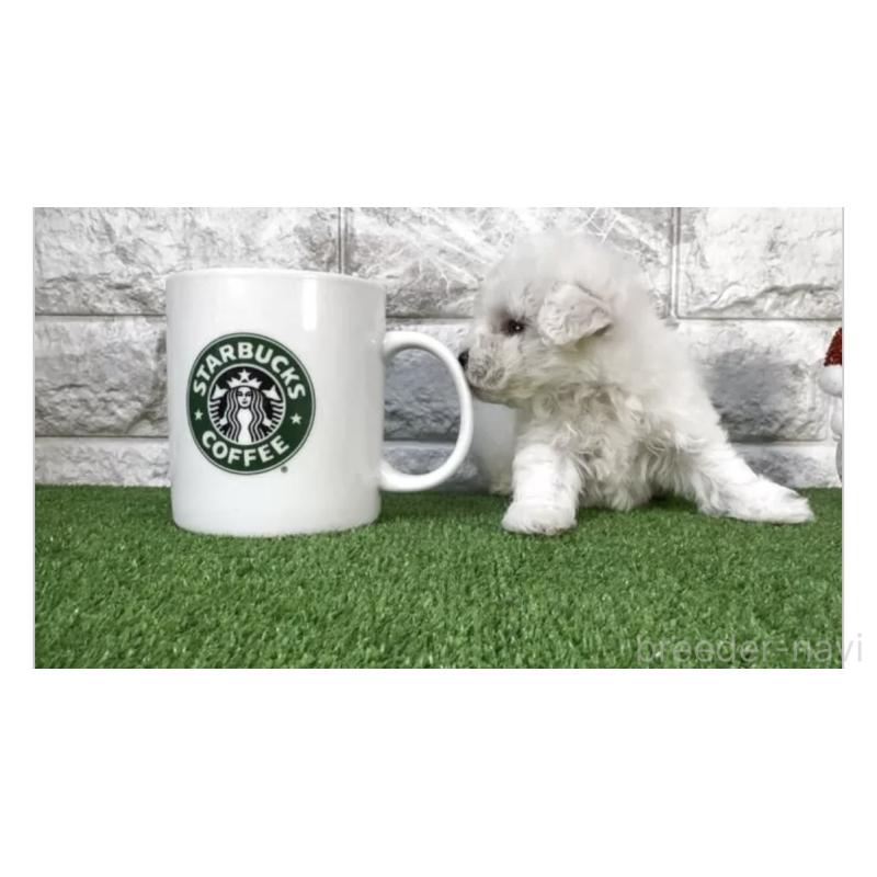 販売中の埼玉県のビションフリーゼ-429966の2枚目