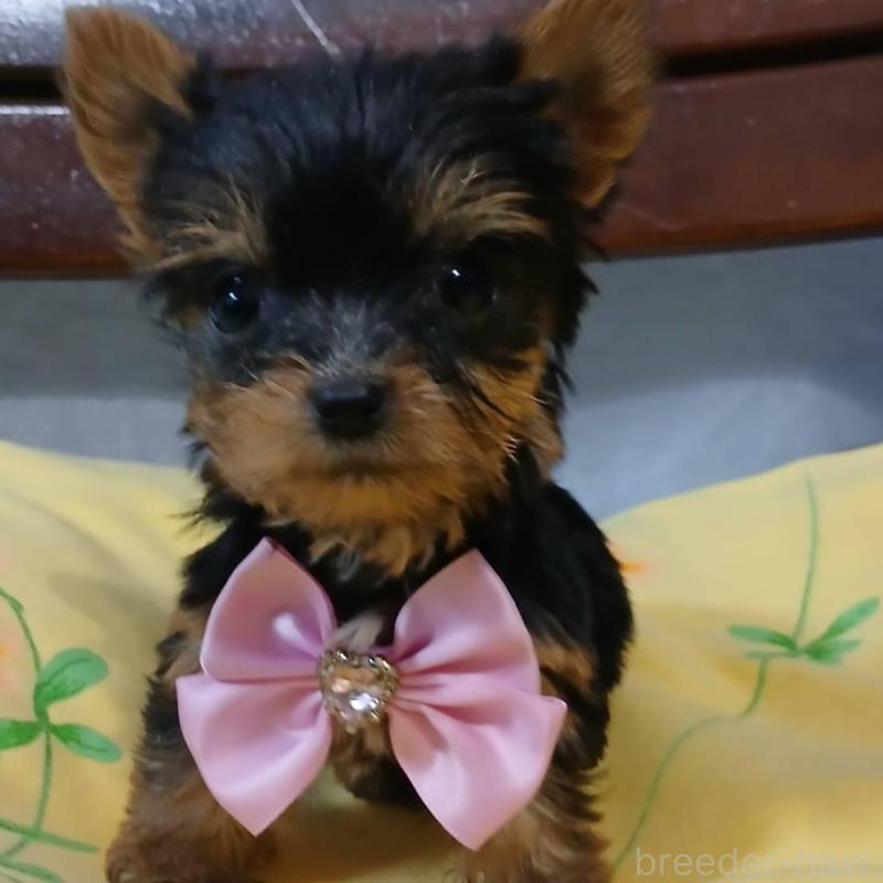 販売中の京都府のヨークシャーテリア-429967の6枚目