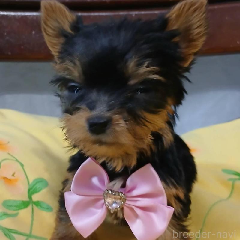 販売中の京都府のヨークシャーテリア-429967の5枚目