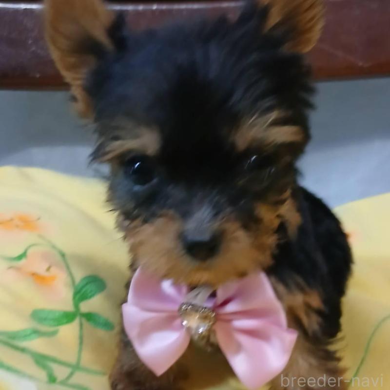販売中の京都府のヨークシャーテリア-429967の4枚目
