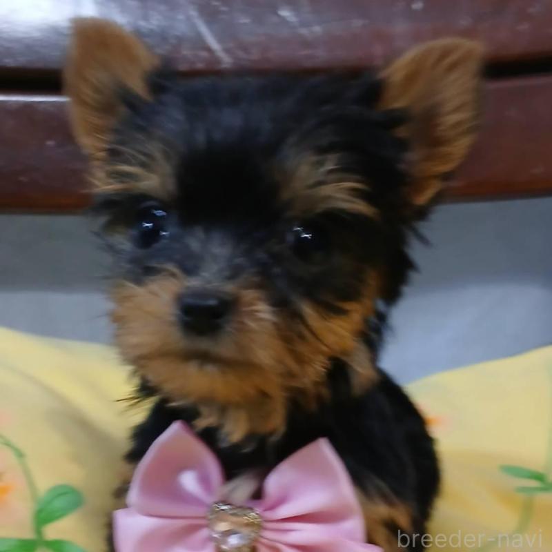 販売中の京都府のヨークシャーテリア-429967の3枚目