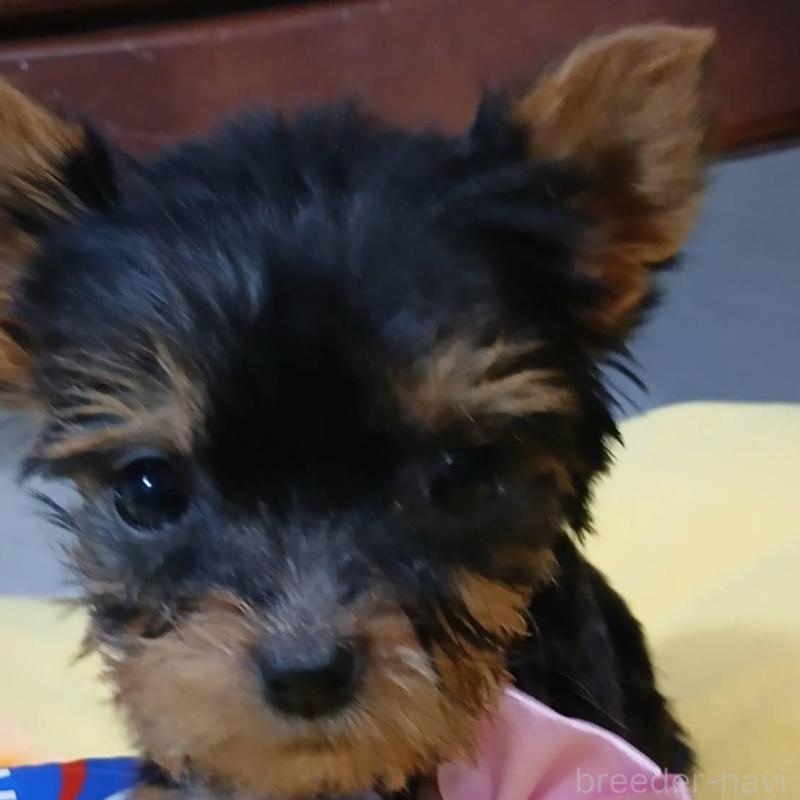 販売中の京都府のヨークシャーテリア-429967の2枚目