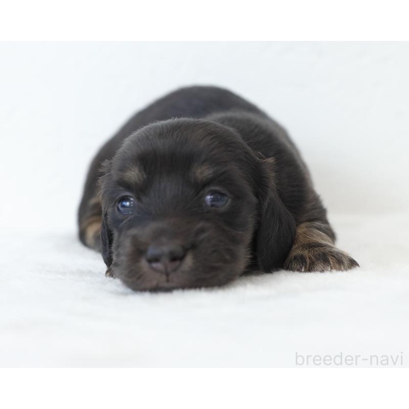 販売中の愛知県のミニチュアダックスフンド(ロングヘアード)-429969の6枚目