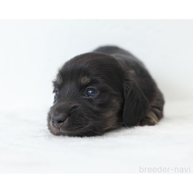 販売中の愛知県のミニチュアダックスフンド(ロングヘアード)-429969の5枚目