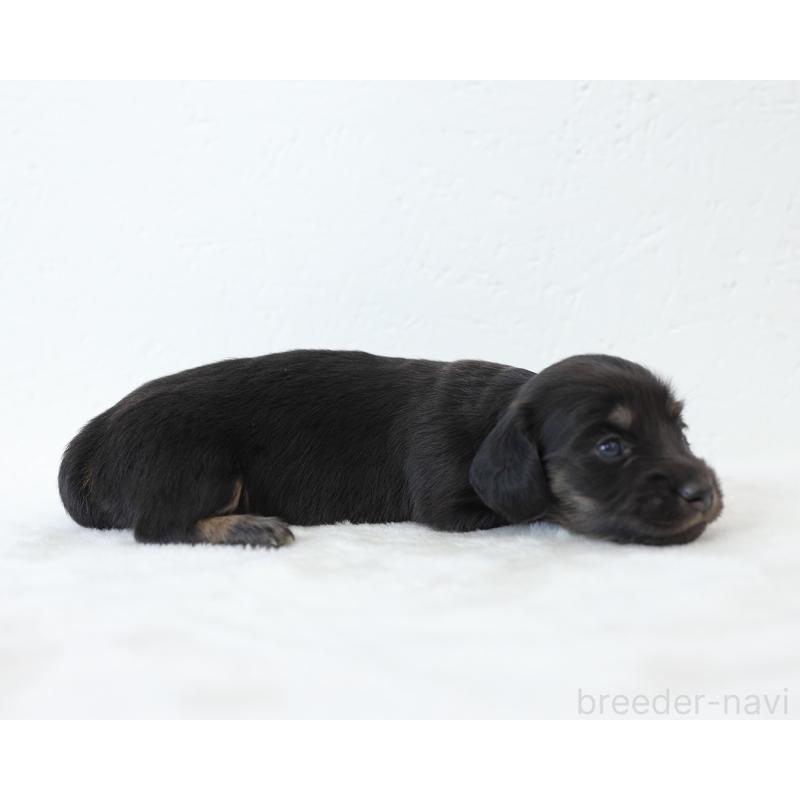 販売中の愛知県のミニチュアダックスフンド(ロングヘアード)-429969の4枚目