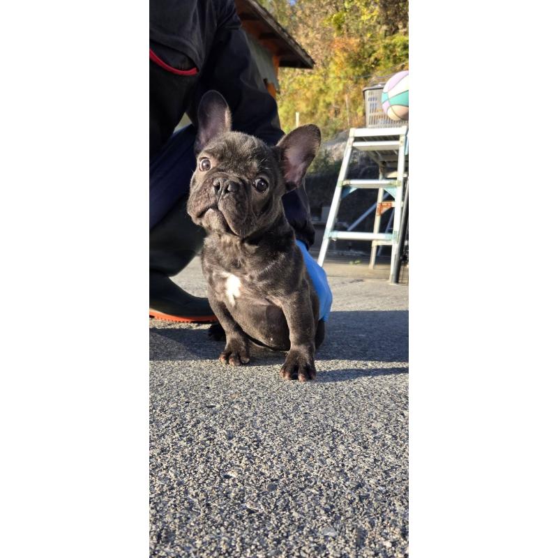 販売中の愛媛県のフレンチブルドッグ-415686