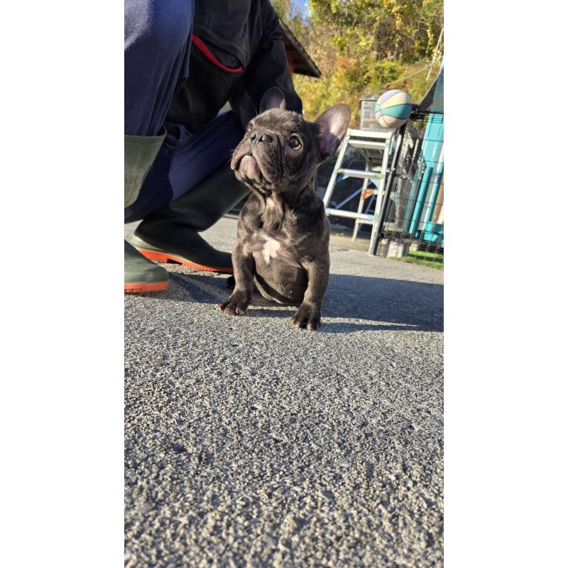 成約済の愛媛県のフレンチブルドッグ-415686の6枚目